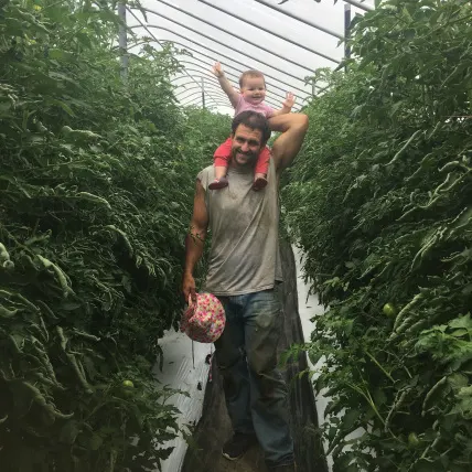 Tomatoes in the high tunnel